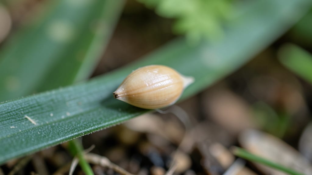When to Plant Centipede Grass Seed in Florida: Exact Months for Deep Root Establishment